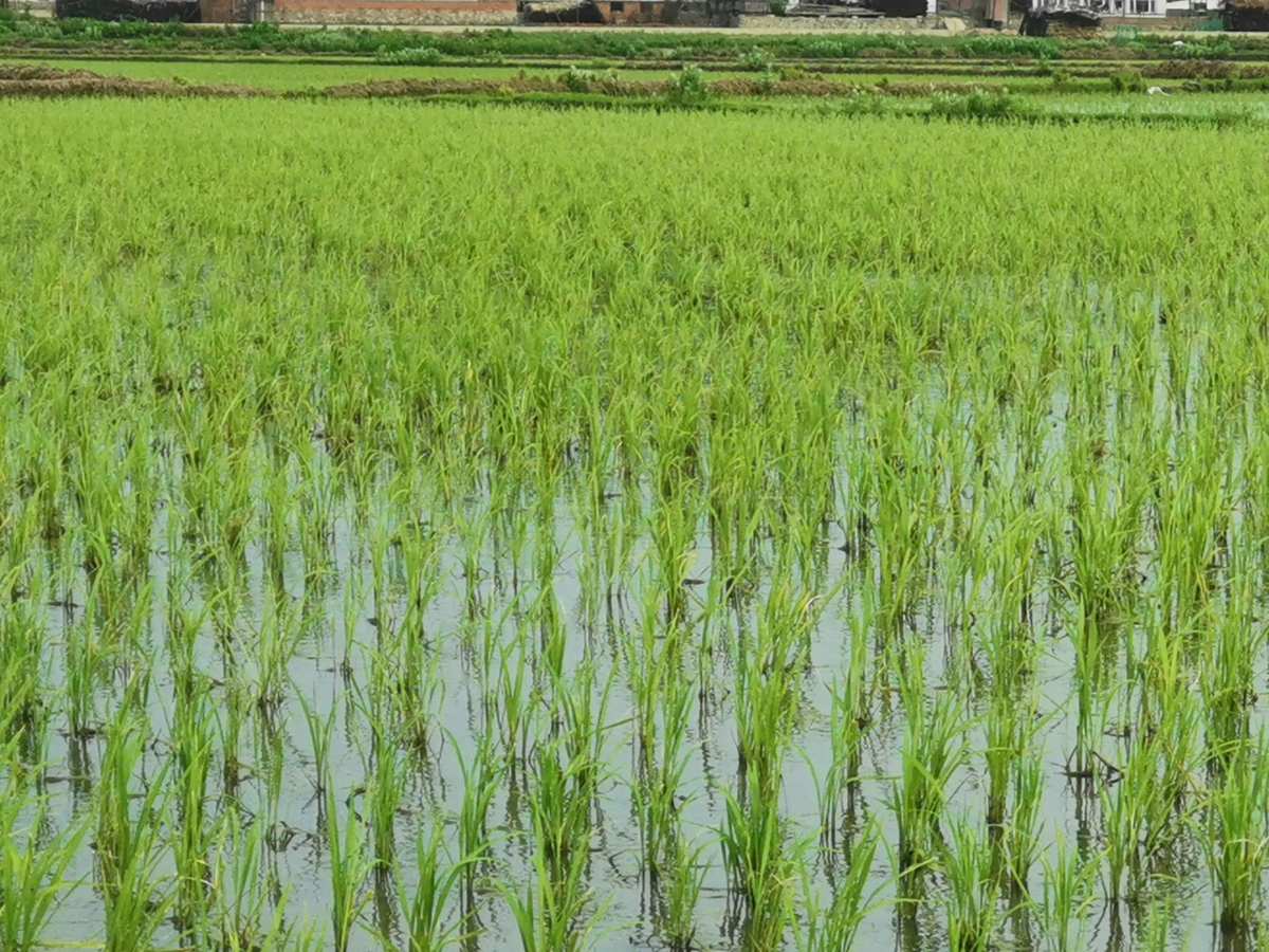 富硒米产地在哪里(富硒米哪里的最好)-硒宝网