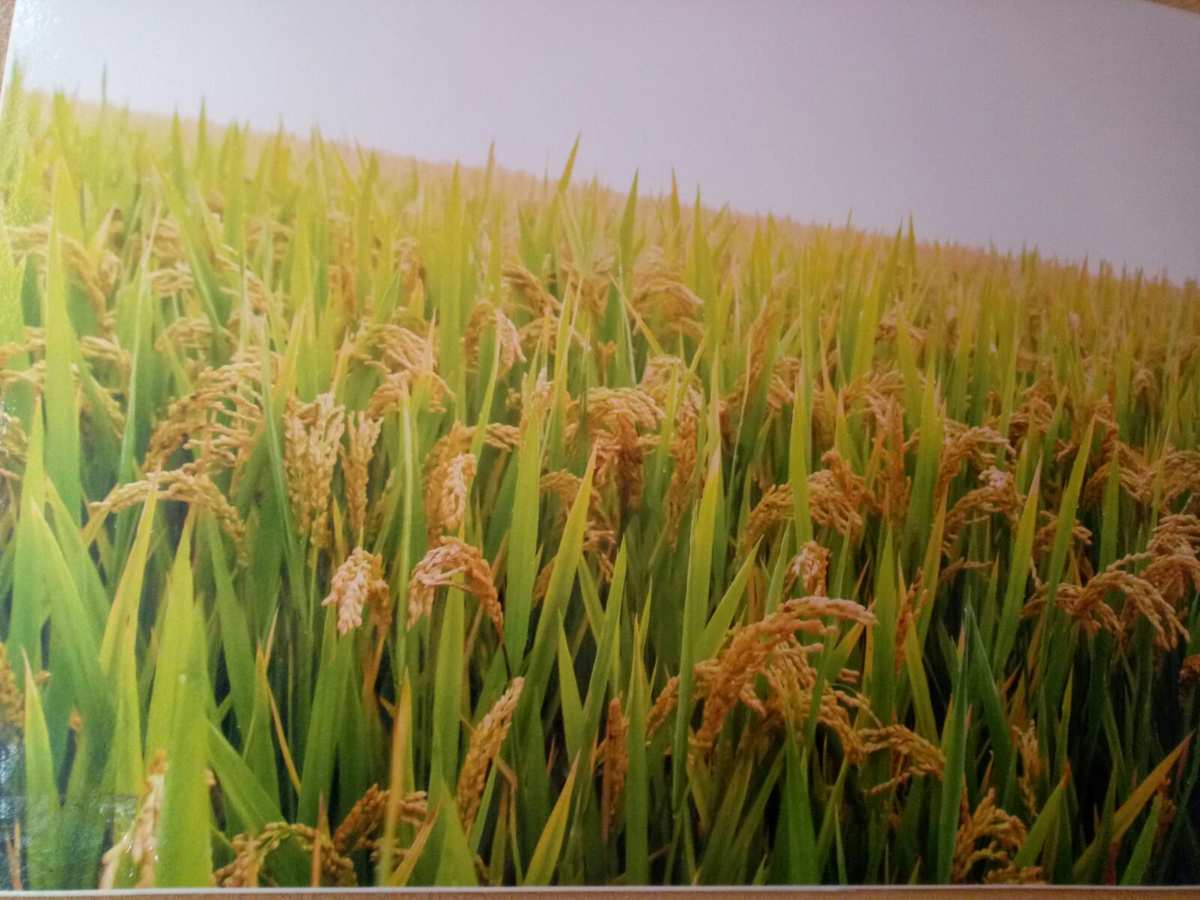 富硒米产地在哪里(富硒米哪里的最好)-硒宝网