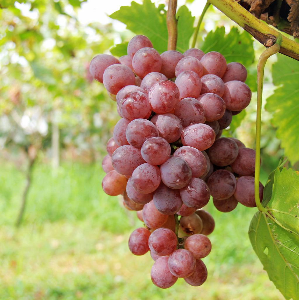 富硒葡萄的功效和作用（哪里产的，孕妇可以吃吗）-硒宝网