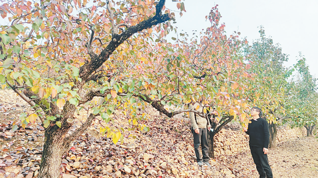 富硒梨是什么品种(梨品种富硒是什么意思)-硒宝网