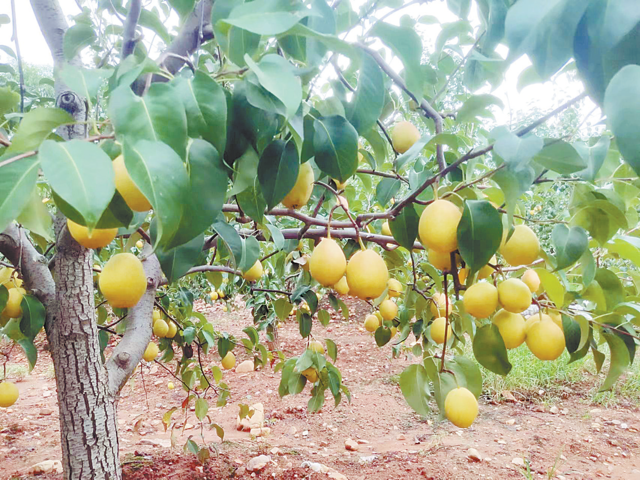 富硒梨是什么品种(梨品种富硒是什么意思)-硒宝网