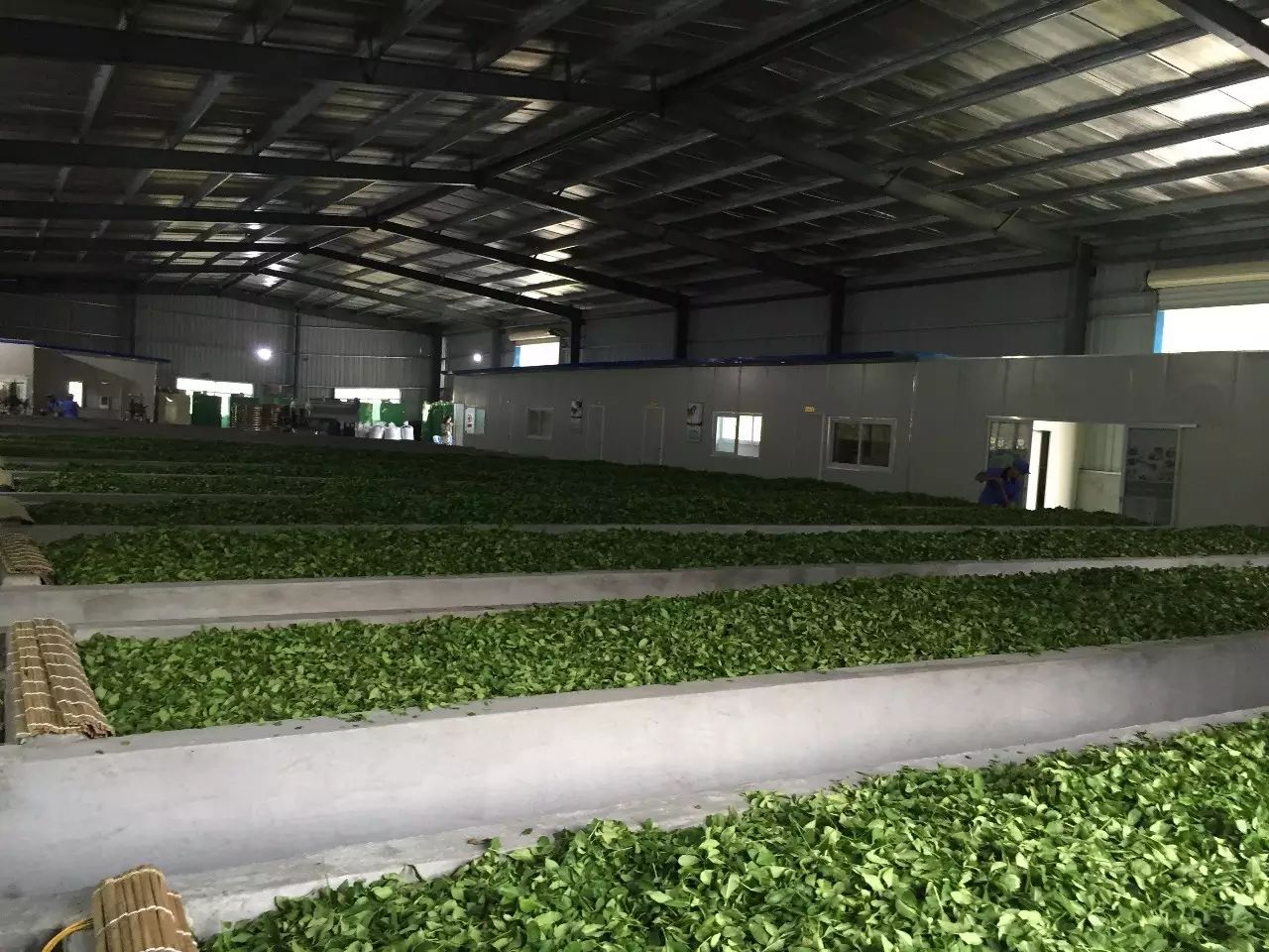 富硒八仙茶价格(八仙茶叶多少钱)-硒宝网