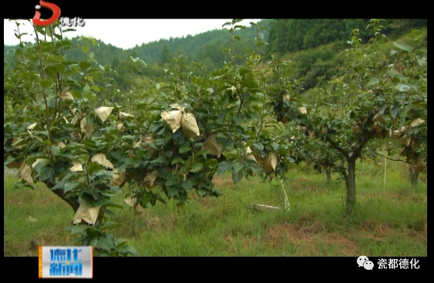 富硒梨是什么品种(富硒梨好吃吗)-硒宝网