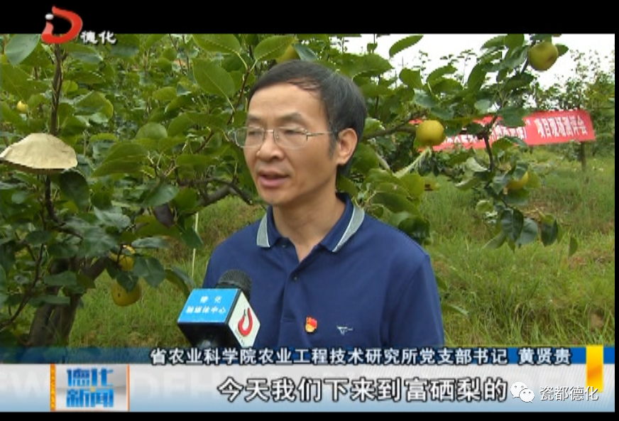 富硒梨是什么品种(富硒梨好吃吗)-硒宝网