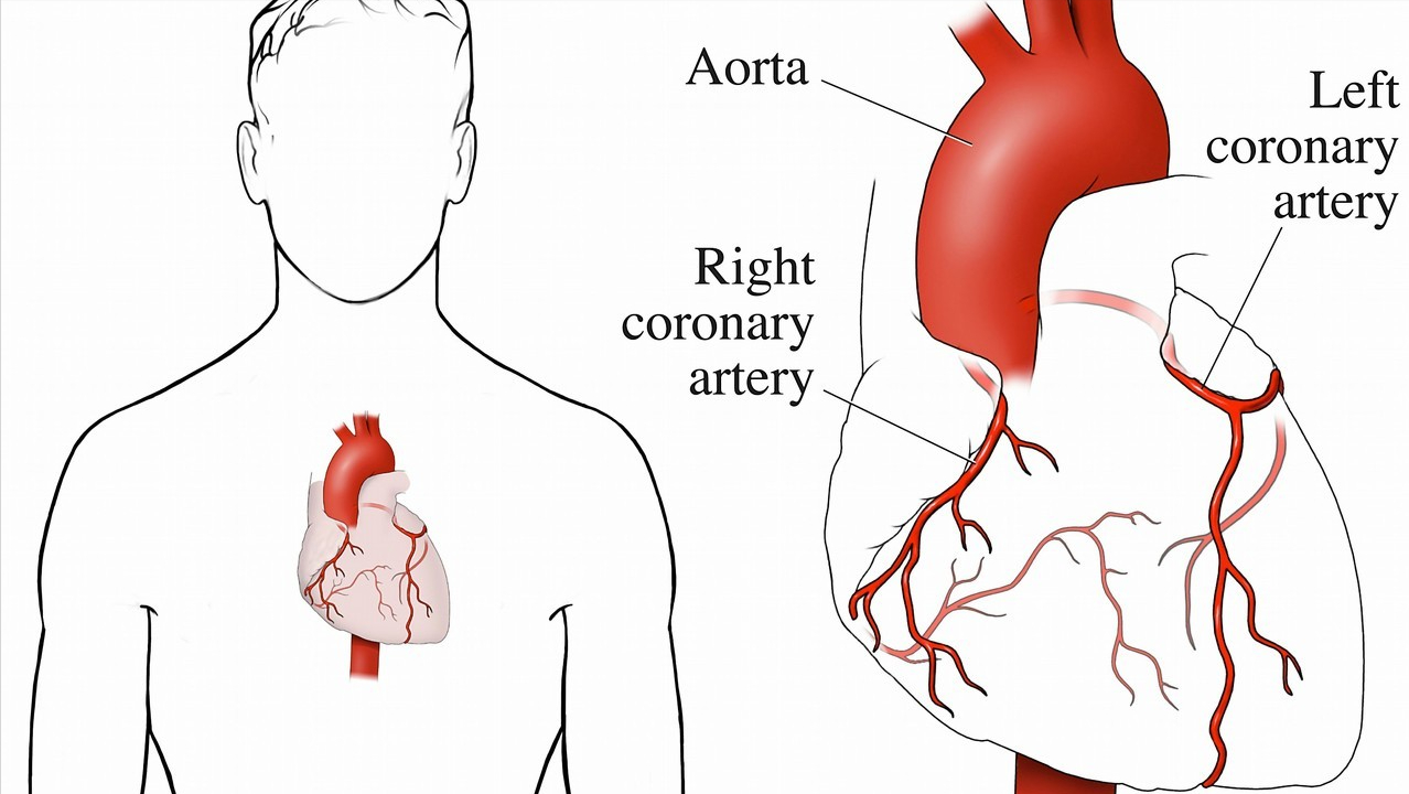 硒的功能是什么（硒主要功能）-硒宝网