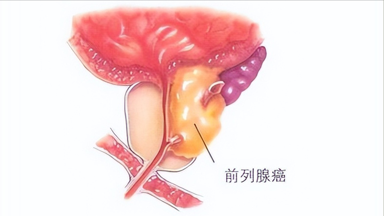 硒的功能是什么（硒主要功能）-硒宝网