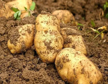 富硒土豆的功效和作用(富硒土豆好吃吗)-硒宝网