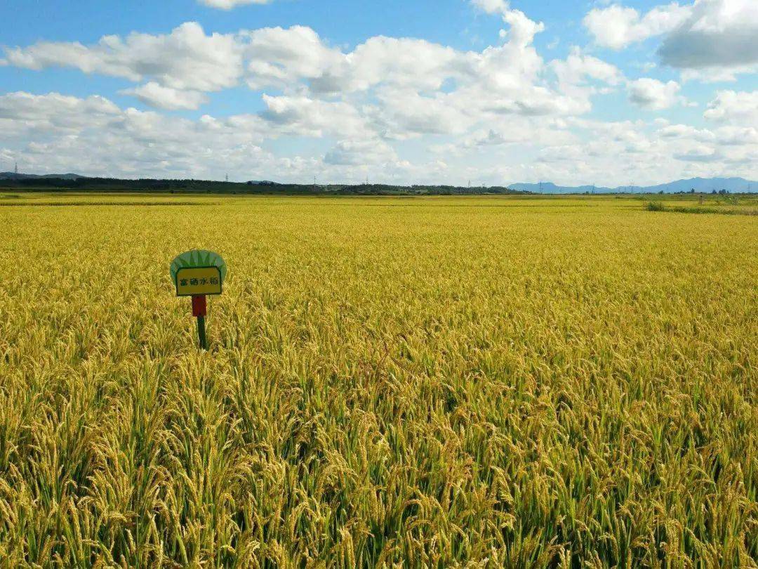 富硒功能农业的介绍（富硒功能农业发展前景）-硒宝网