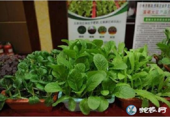 富硒蔬菜有哪些品种（富硒蔬菜对人有什么好处）-硒宝网