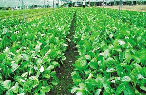 什么蔬菜中含硒最多(含硒第一名的蔬菜)-硒宝网