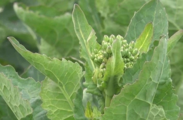 什么蔬菜中含硒最多(含硒第一名的蔬菜)-硒宝网