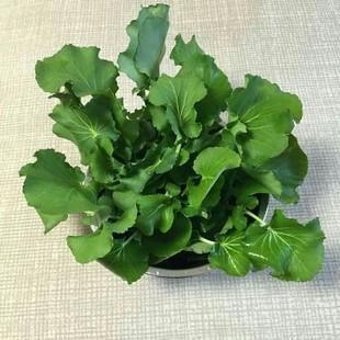 什么蔬菜中含硒最多(含硒第一名的蔬菜)-硒宝网