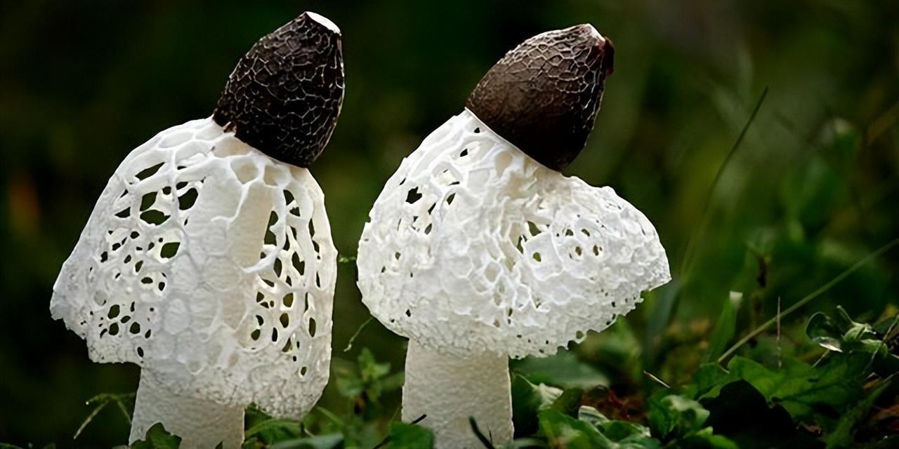 硒的功能是什么(硒的七大作用)-硒宝网