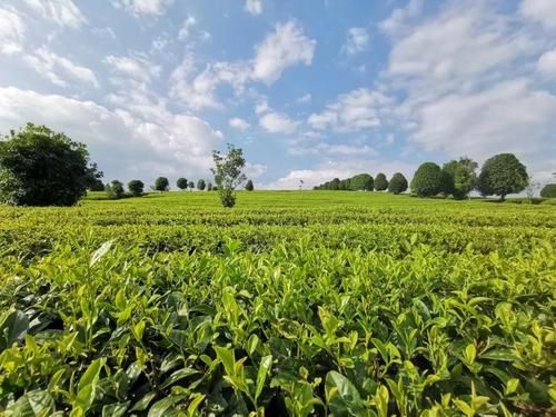 贵州凤冈锌硒茶是什么茶(贵州三大名茶凤冈锌硒茶)-硒宝网
