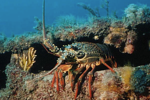 含硒的蔬菜和水果(蔬菜水果含硒量丰富)-硒宝网