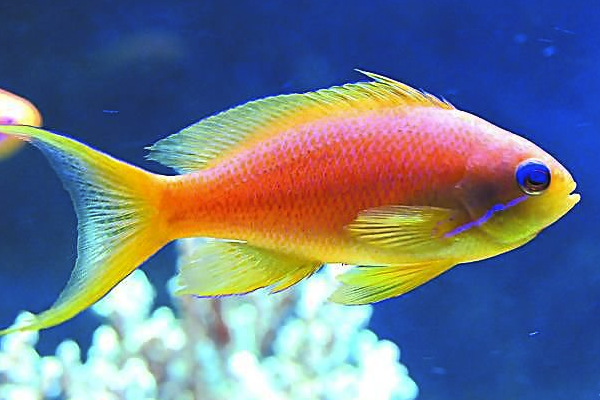 含硒的蔬菜和水果(蔬菜水果含硒量丰富)-硒宝网