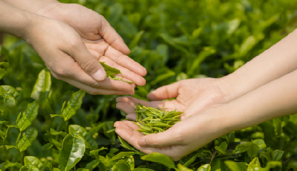 贵州富硒茶产地(贵州富硒地区有哪些)-硒宝网