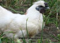 陕西富硒茶的功效与作用（陕西富硒茶属于什么茶）-硒宝网