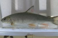 陕西富硒茶的功效与作用（陕西富硒茶属于什么茶）-硒宝网