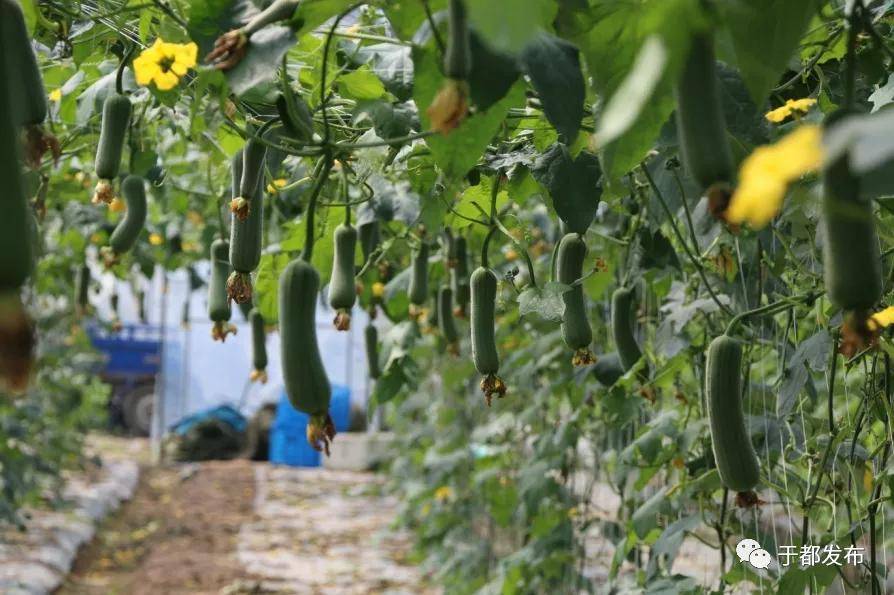 于都县富硒产业（富硒产业发展现状）-硒宝网