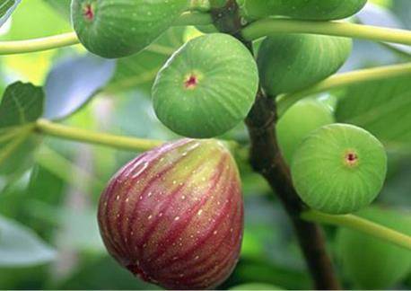 什么水果富硒(水果富硒改造方案)-硒宝网