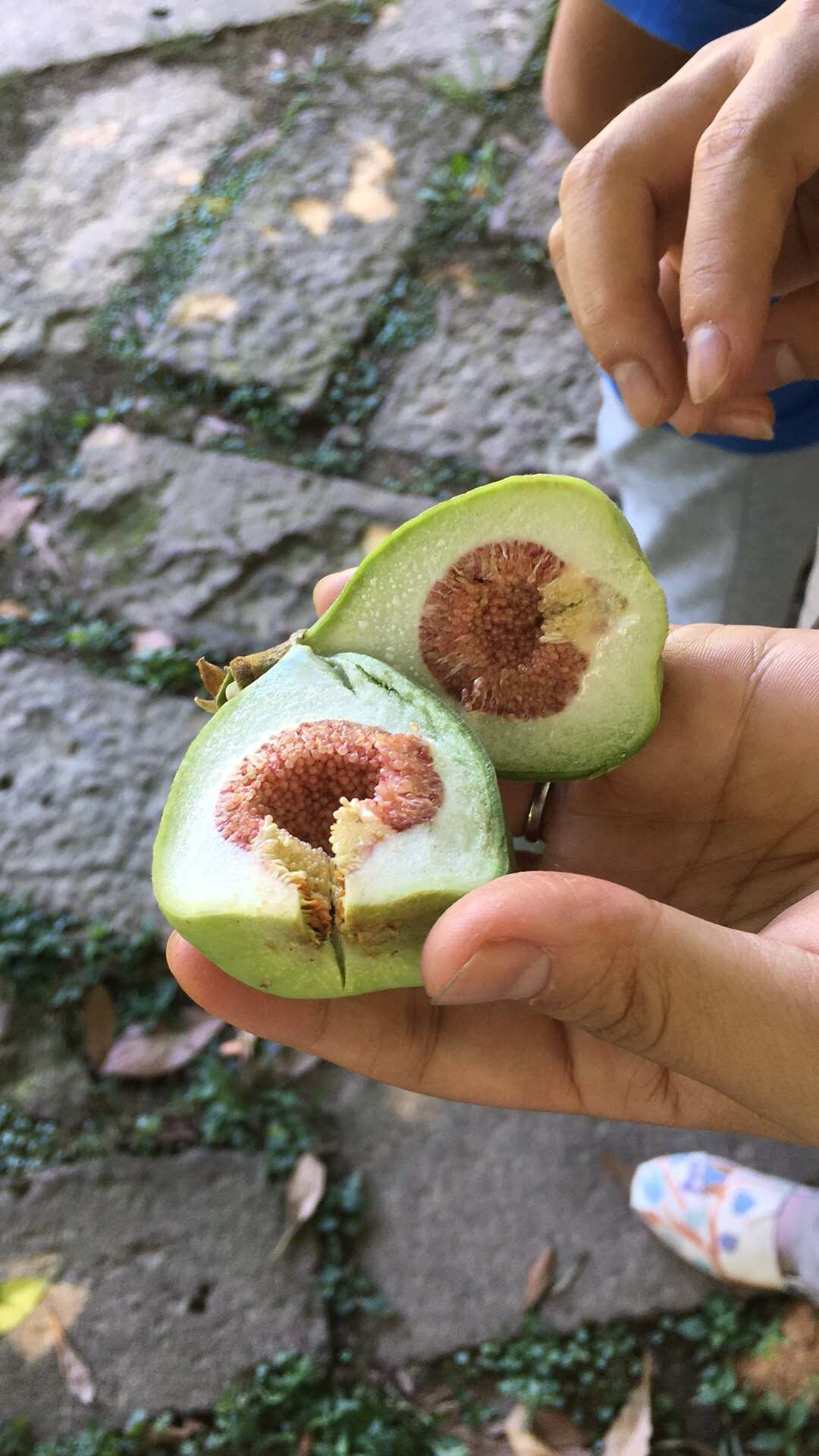 什么水果富硒(水果富硒改造方案)-硒宝网