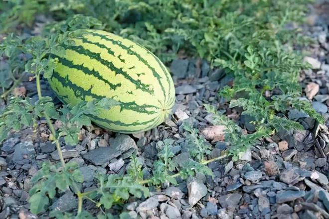 中卫富硒西瓜（关于富硒西瓜的种植技术）-硒宝网