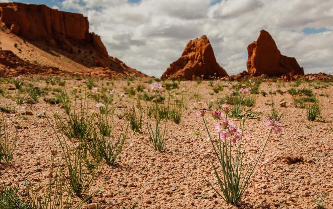 中卫富硒西瓜（关于富硒西瓜的种植技术）-硒宝网