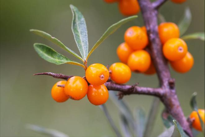 中卫富硒西瓜（关于富硒西瓜的种植技术）-硒宝网