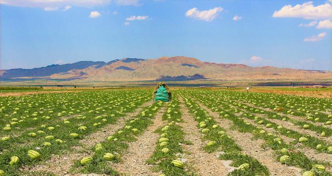 中卫富硒西瓜（关于富硒西瓜的种植技术）-硒宝网