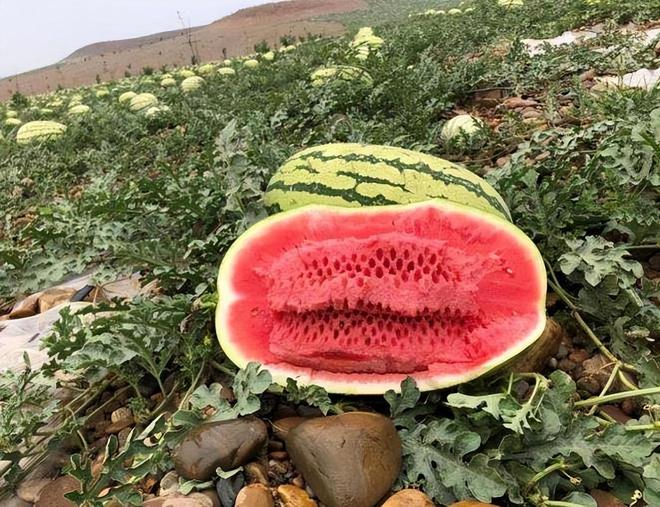 中卫富硒西瓜（关于富硒西瓜的种植技术）-硒宝网