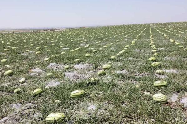 中卫富硒西瓜（关于富硒西瓜的种植技术）-硒宝网