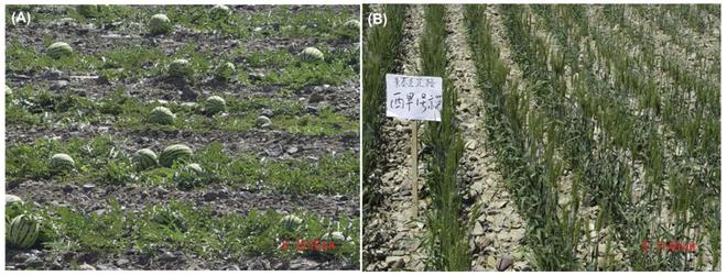 中卫富硒西瓜（关于富硒西瓜的种植技术）-硒宝网