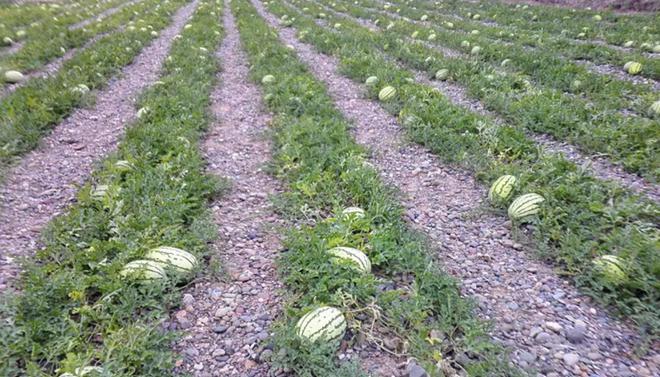 中卫富硒西瓜（关于富硒西瓜的种植技术）-硒宝网