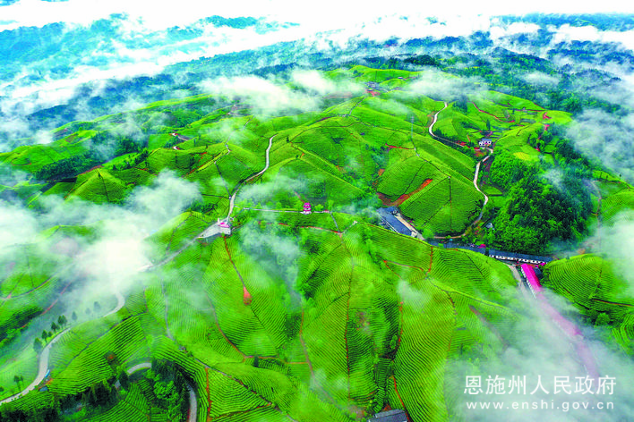 恩施玉露富硒茶(恩施玉露硒茶的作用)-硒宝网