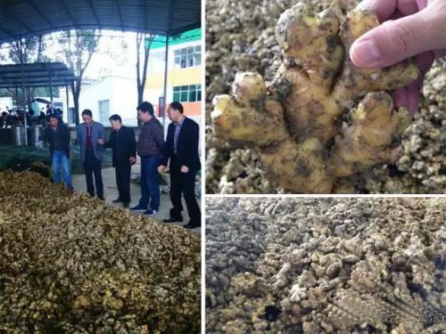 我国富硒地区有哪些(中国富硒地区都有哪几个地方)-硒宝网