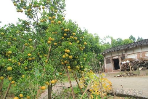我国富硒地区有哪些(中国富硒地区都有哪几个地方)-硒宝网