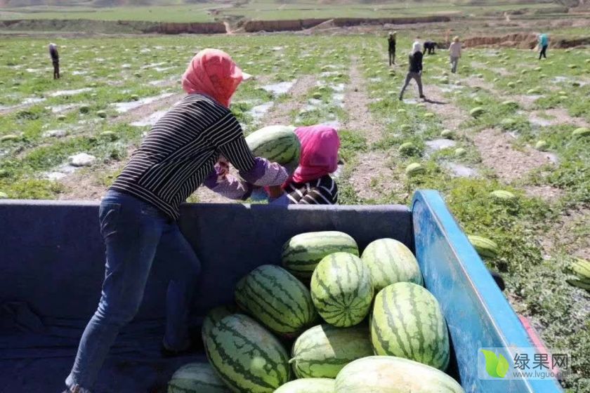 中卫富硒西瓜(富硒西瓜价格)-硒宝网