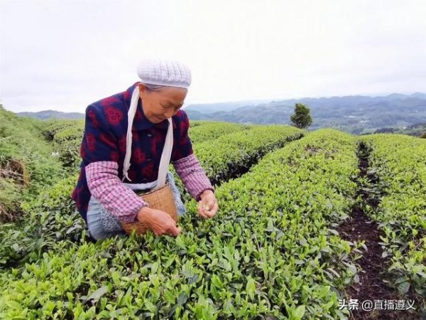 凤冈锌硒茶价格表(锌硒茶多少钱一斤)-硒宝网