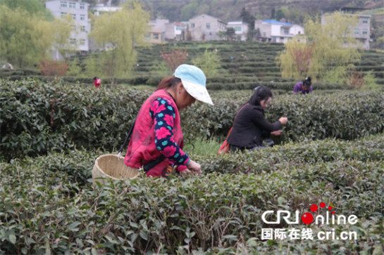 富硒茶是什么品牌(中国十大富硒茶品牌)-硒宝网