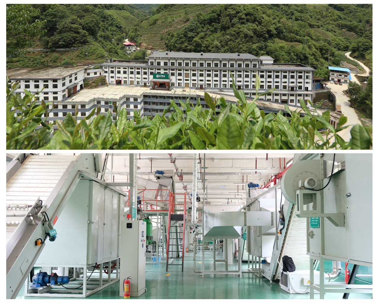 安康富硒茶发展情况(安康硒茶产业分析)-硒宝网