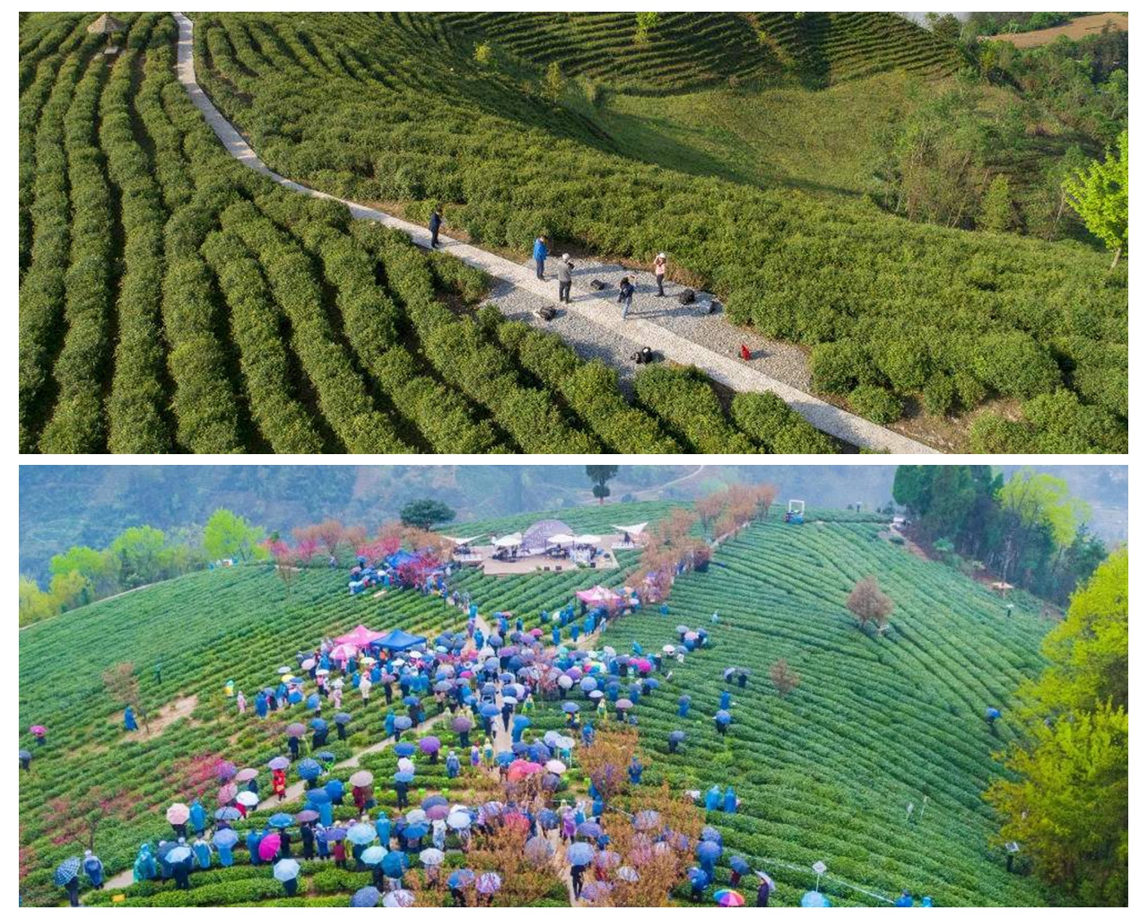 安康富硒茶发展情况(安康硒茶产业分析)-硒宝网