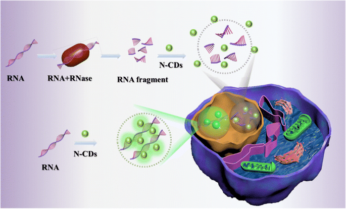纳米硒的价格是多少（硒纳米材料）-硒宝网