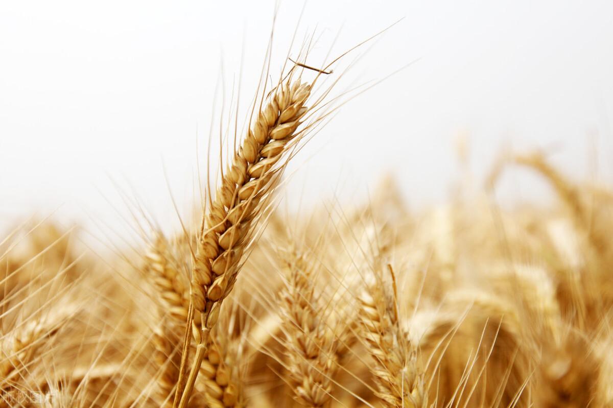 硒元素对人体的好处有哪些（人体硒元素的作用）-硒宝网