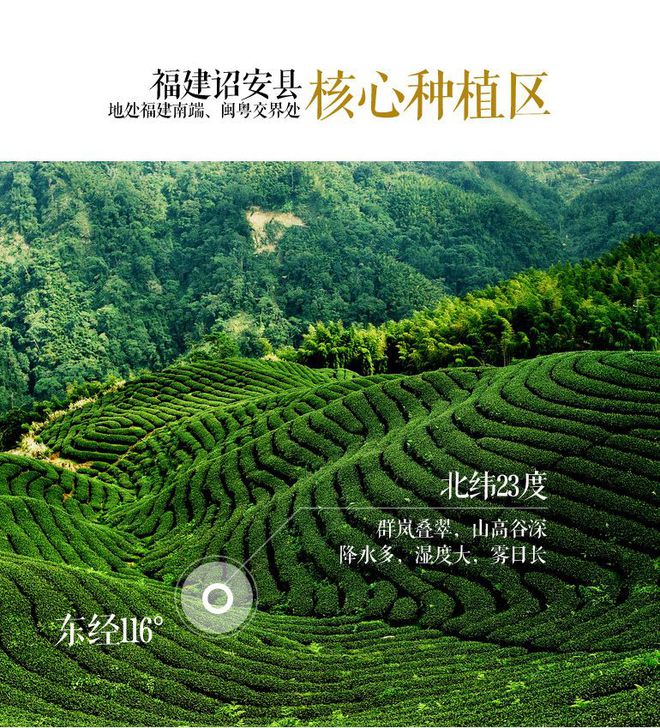 诏安富硒八仙茶（诏安八仙茶功效和禁忌）-硒宝网