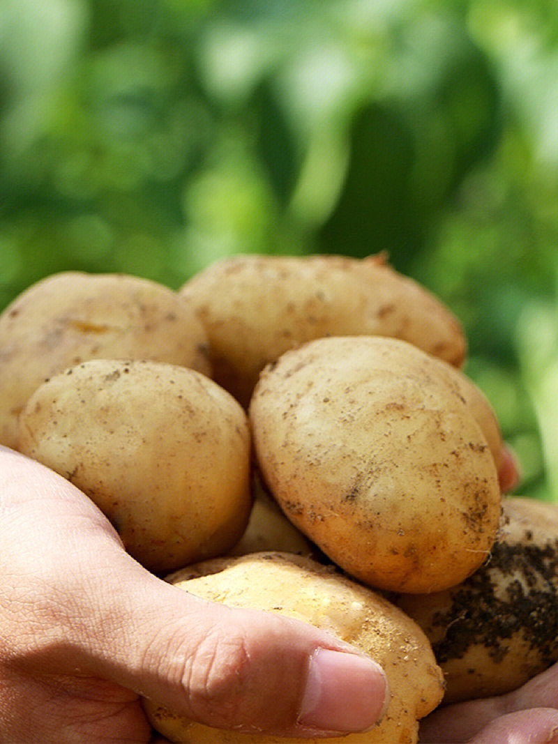 富硒土豆简介（富硒土豆和普通土豆的区别）-硒宝网