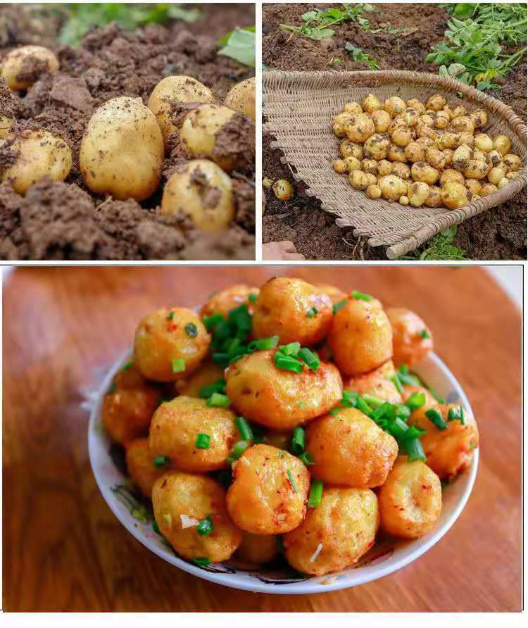 富硒土豆简介（富硒土豆和普通土豆的区别）-硒宝网