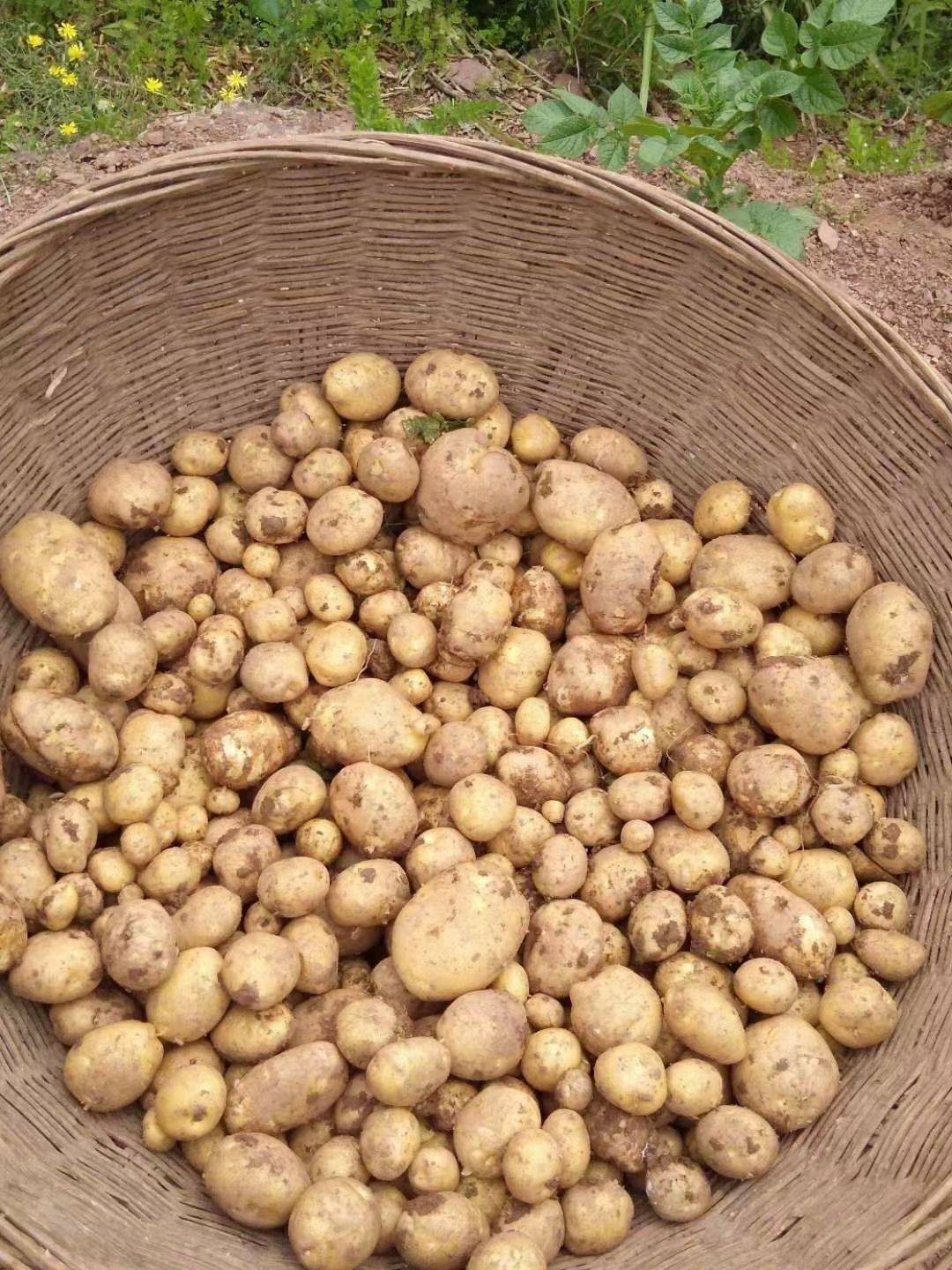 富硒土豆简介（富硒土豆和普通土豆的区别）-硒宝网