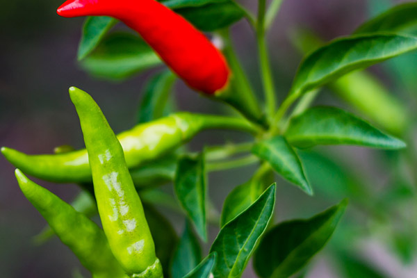 湖北恩施富硒（恩施有哪些富硒食品）-硒宝网