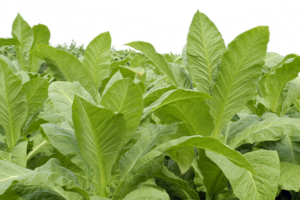 湖北恩施富硒（恩施有哪些富硒食品）-硒宝网